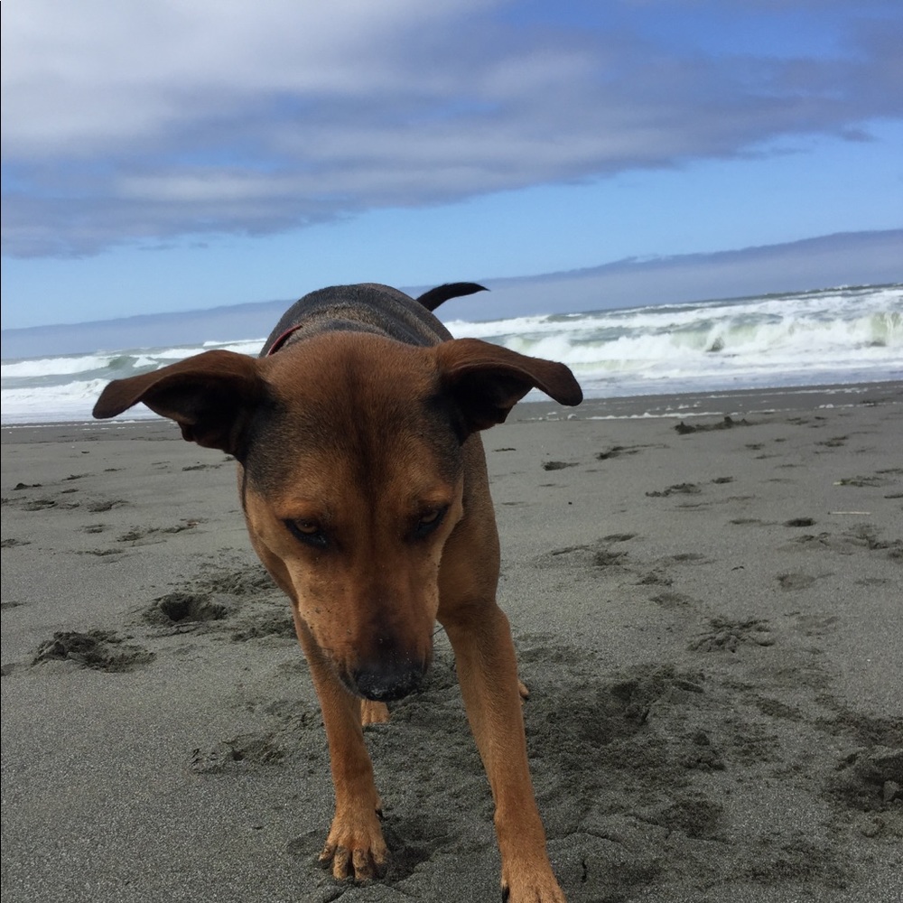 Meet your Posher, Shelby